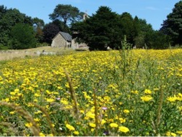 Photograph of wild flowers in the churchyard extension