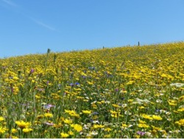 Photograph of wild flowers in the churchyard extension