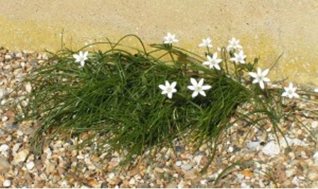 Photograph of some flowers in the churchyard
